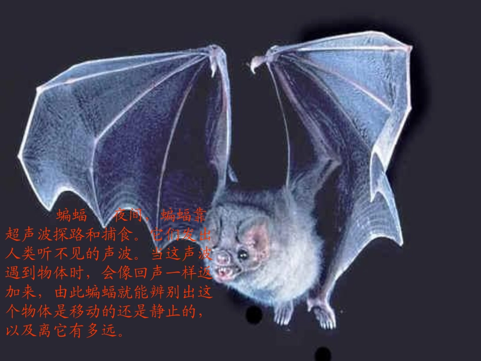 蝙蝠和雷达四年下册语文_第3页