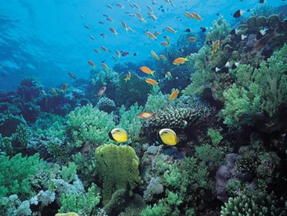 海洋是未来的粮仓_第1页