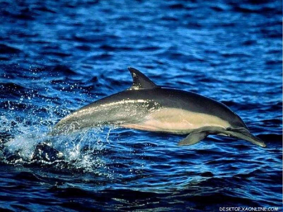 海洋是未来的粮仓_第2页