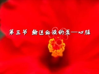 人教版生物七下43《输送血液的泵—心脏》课件