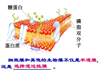 物质跨膜运输方式