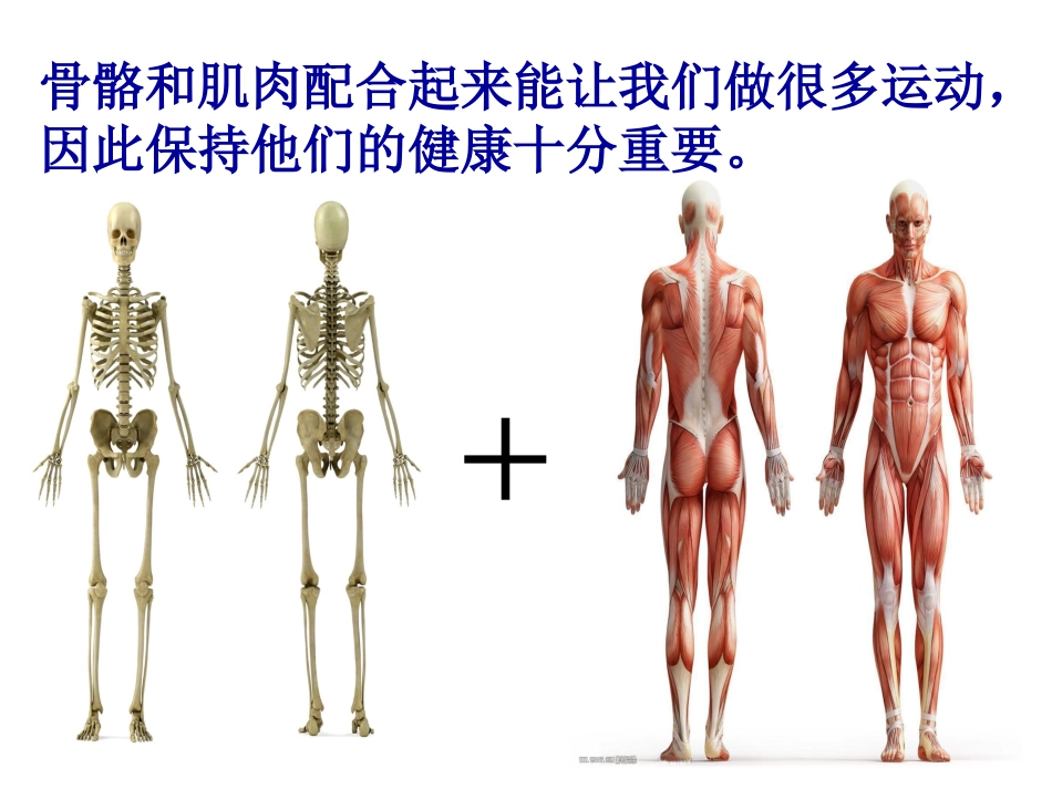 骨骼、肌肉的保健_第3页