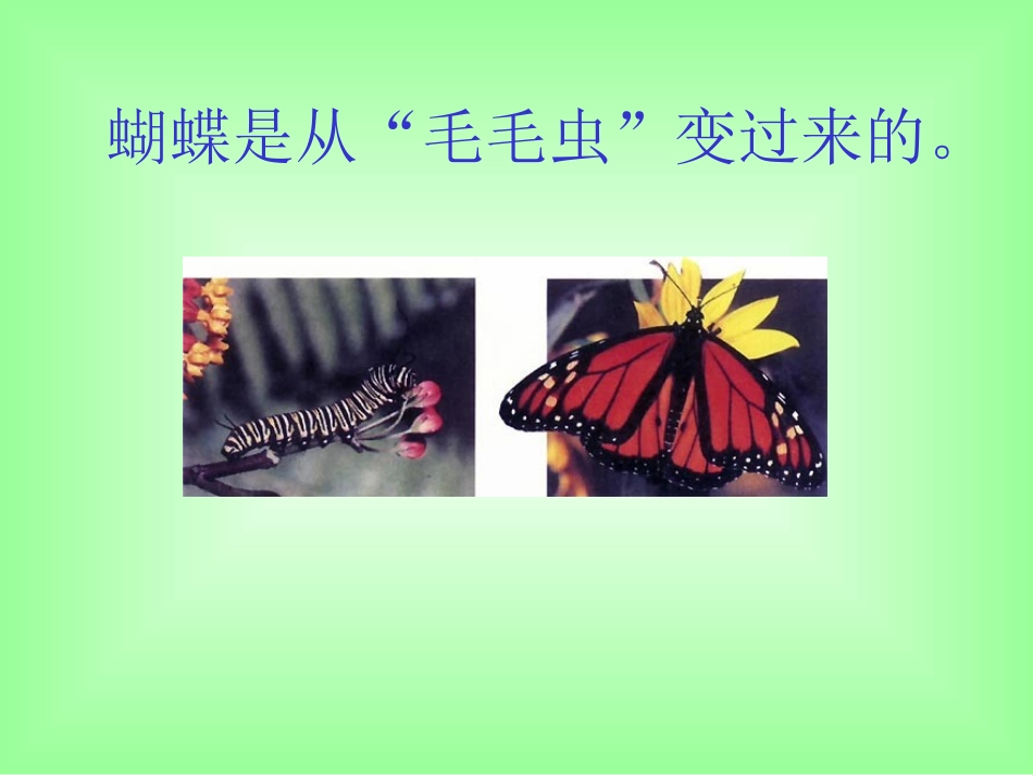 昆虫的生殖和发育 (3)_第3页