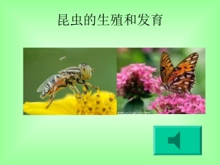 昆虫的生殖和发育 (3)