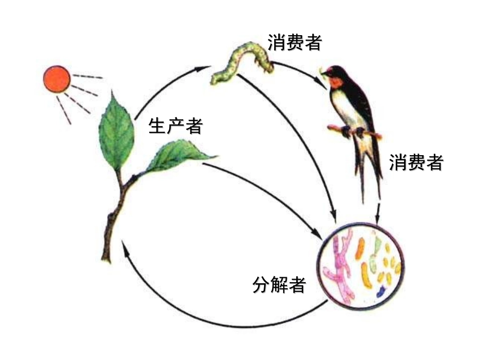 人教版生物七上第四节《生态系统》课件_第3页