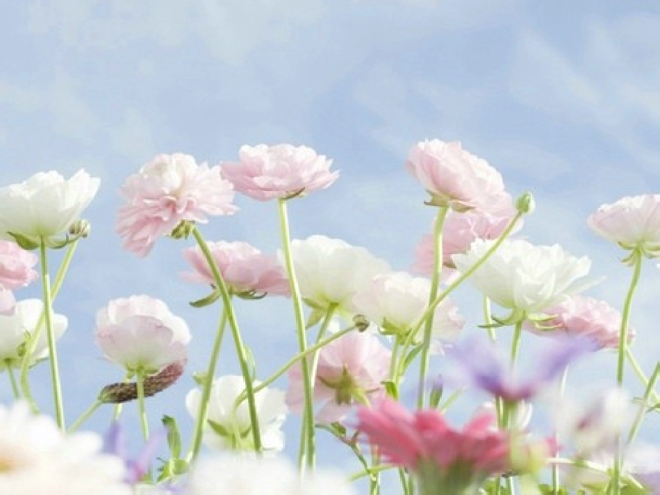 相似三角形的性质二_第1页