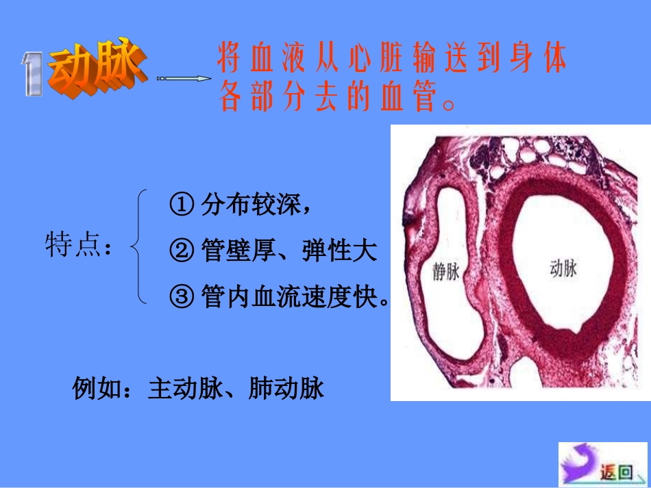 七年级生物血流的管道和血管_第3页