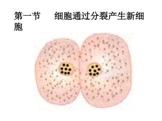 初中一年级生物上册第二单元生物体的结构层次第二章第一节细胞通过分裂产生新细胞第一课时课件