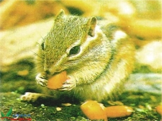 教科版一年级语文下册《小松鼠找花生_1》PPT课件