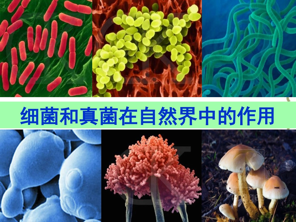 初中二年级生物上册第五单元第四章细菌和真菌第四节细菌和真菌在自然界中的作用第一课时课件_第1页