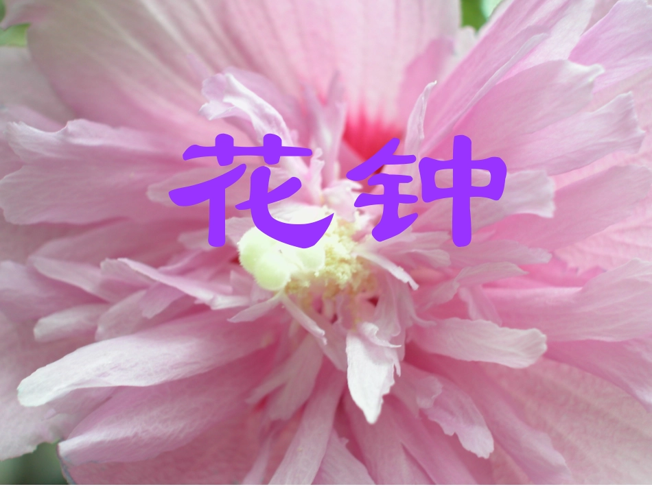 花钟MicrosoftPowerPoint演示文稿_第1页