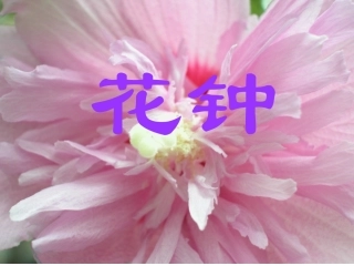 花钟MicrosoftPowerPoint演示文稿