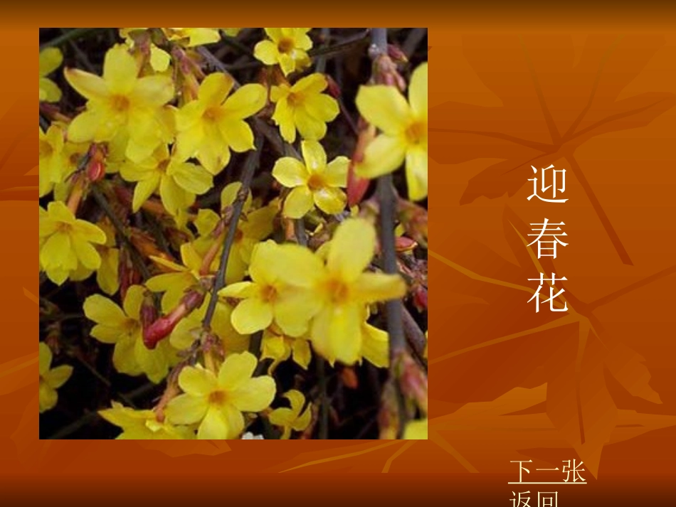 夹竹桃课件PPT版_第3页