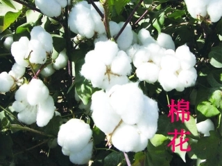 棉花姑娘 课件