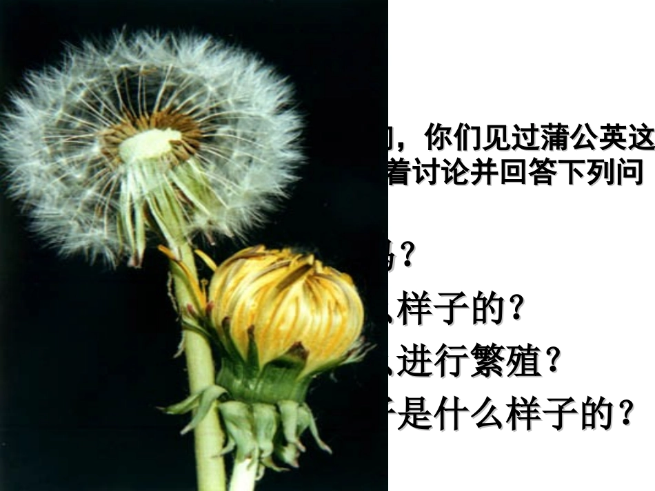 五年级科学下册苗圃里的蒲公英_第2页