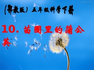 五年级科学下册苗圃里的蒲公英