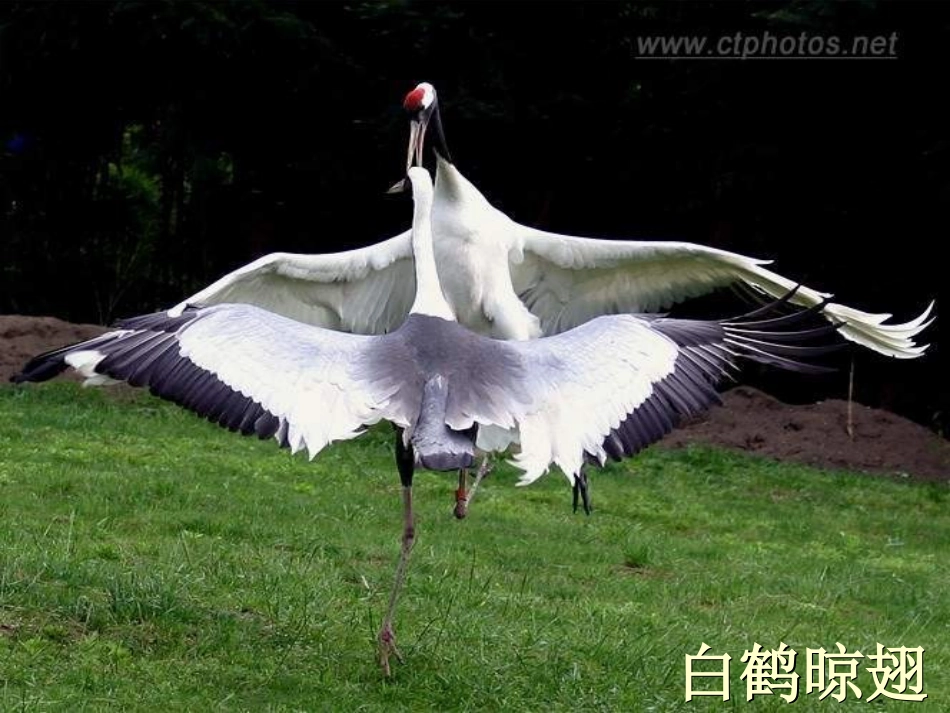 新人教版八年级生物下册鸟的生殖发育精品课件_第2页