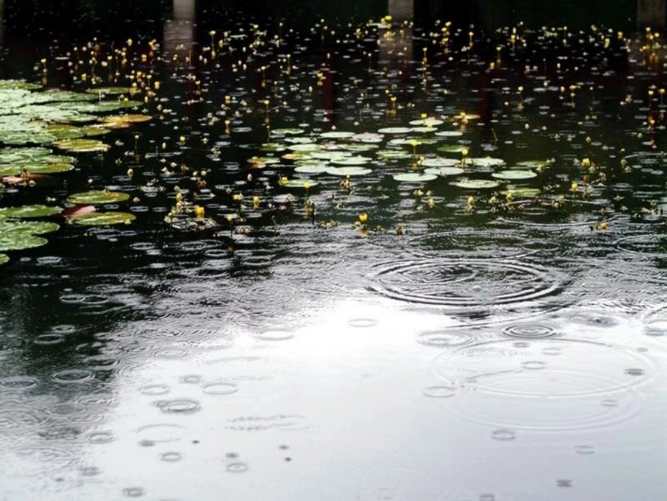 《雨后》课件 (2)_第2页