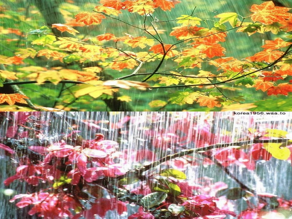 《雨后》课件 (2)_第3页