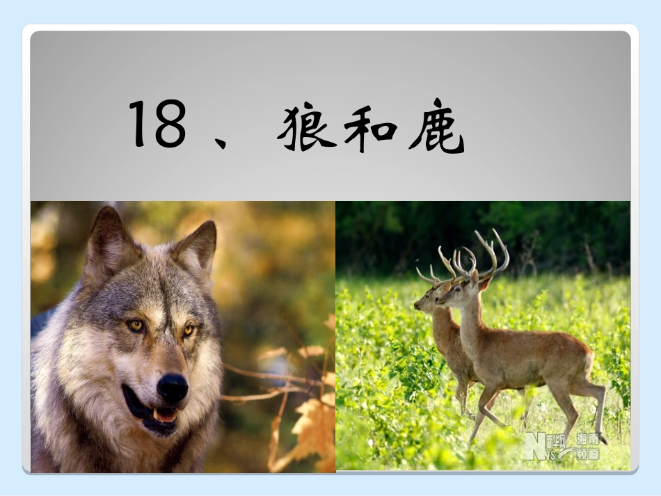 语文_三下_18、狼和鹿PPT_第2页
