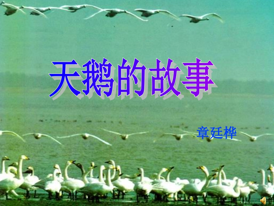北师大版《天鹅的故事》_第3页
