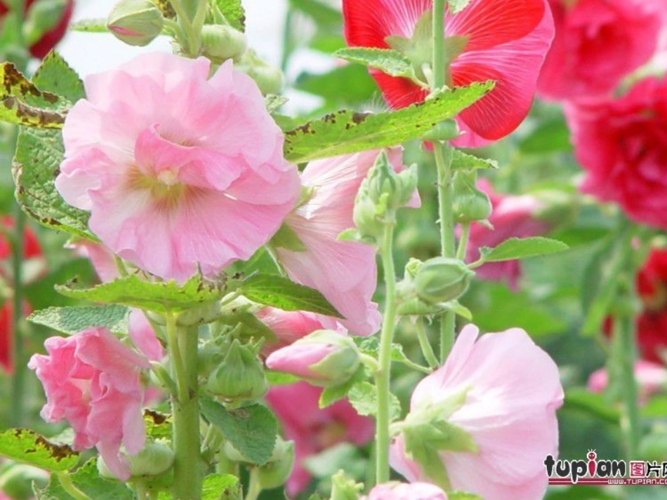 世界上最美的是什么 (3)_第3页