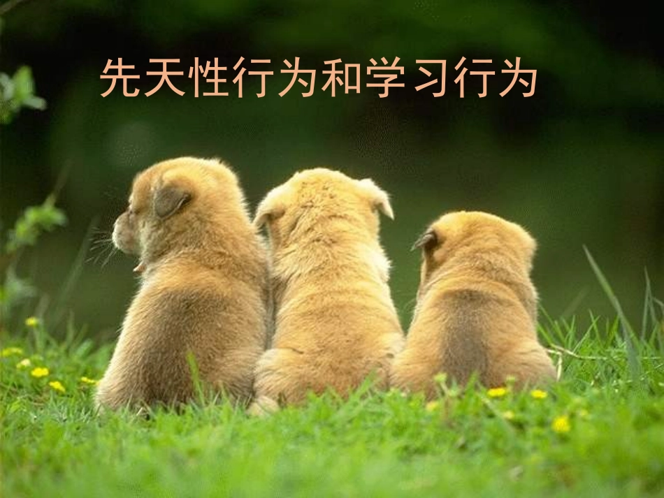 先天行为和学习行为_第1页