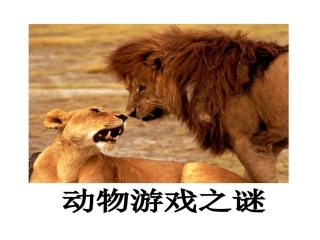 动物游戏之谜