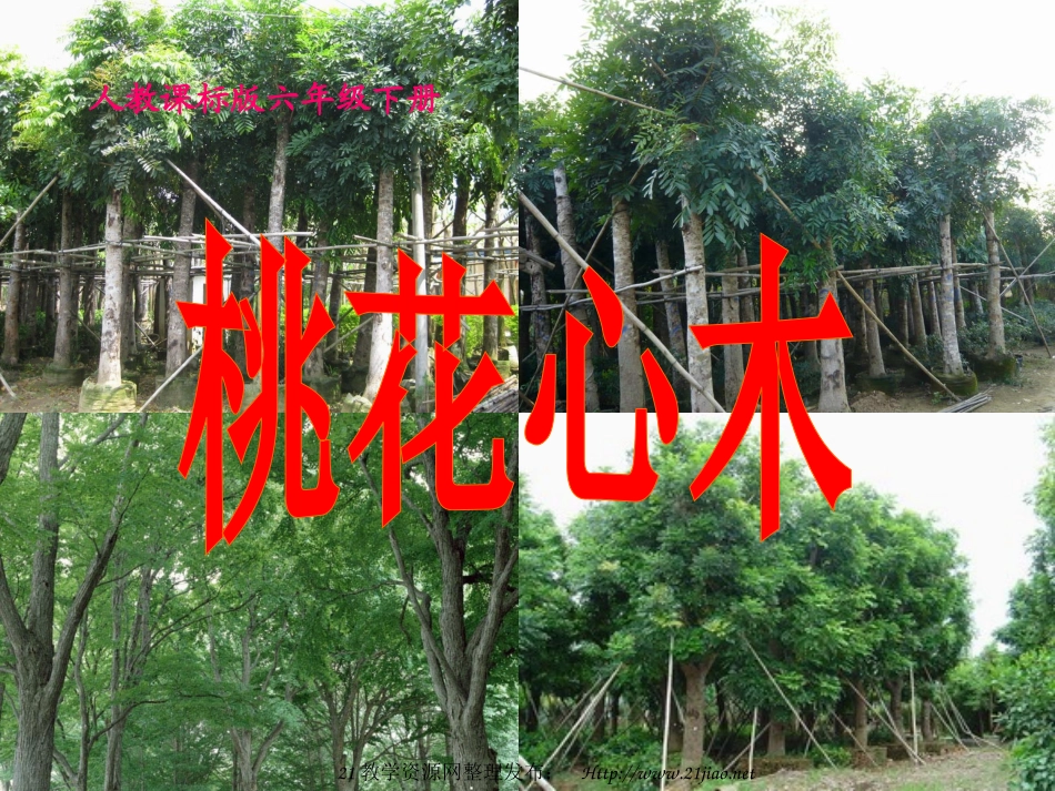 桃花心木课件(12)_第1页