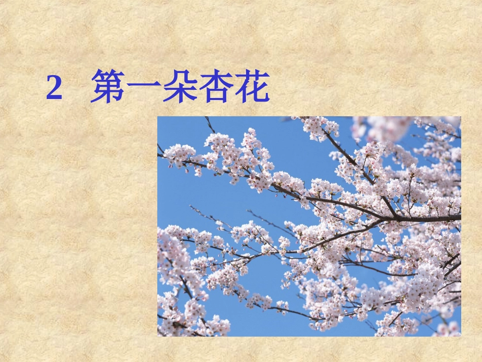 《第一朵杏花》课件_第1页