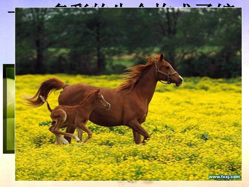 世界因生命而精彩 (2)_第2页