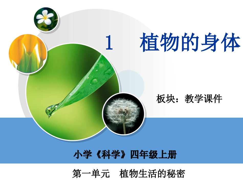 植物的身体课件_第2页