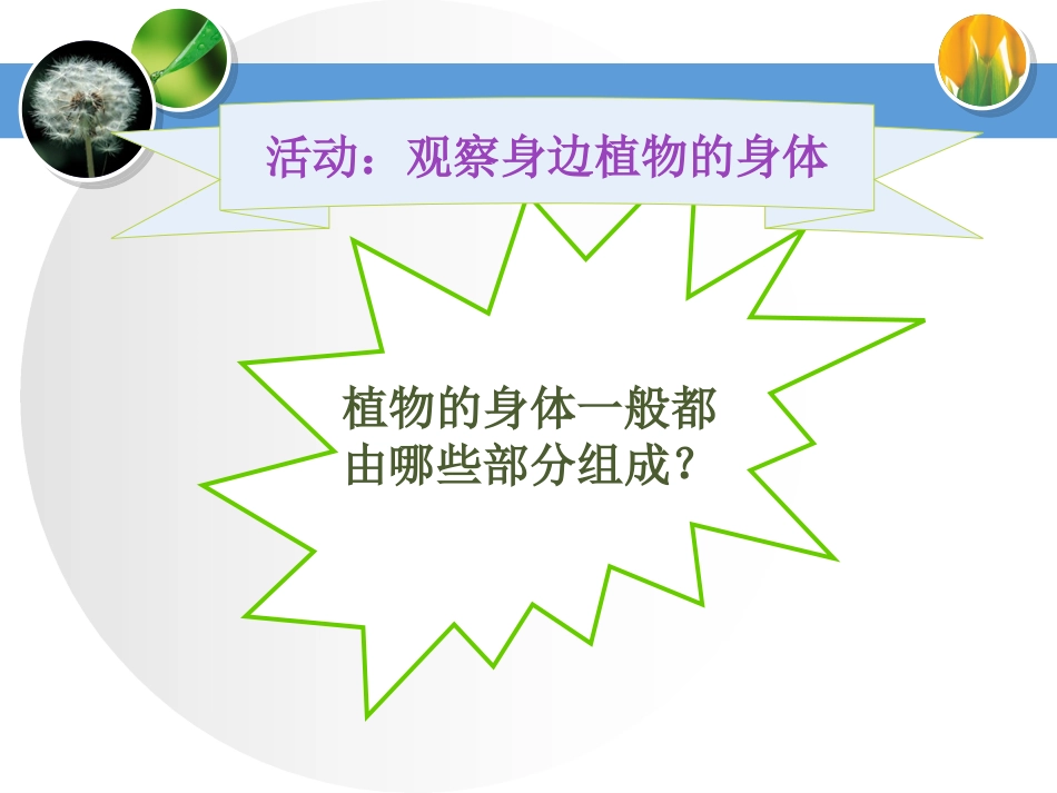植物的身体课件_第3页