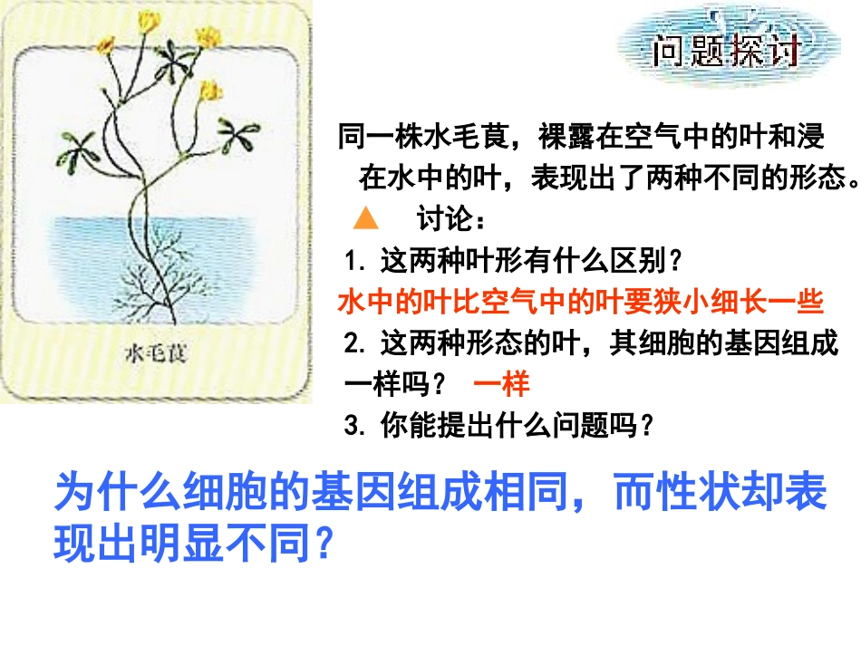基因对性状的控制_第2页