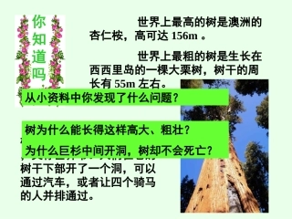 植物茎的输导功能