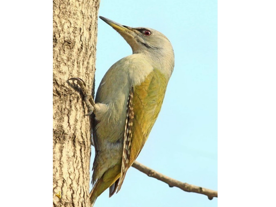 压力的作用效果第二课时MicrosoftPowerPoint演示文稿_第3页