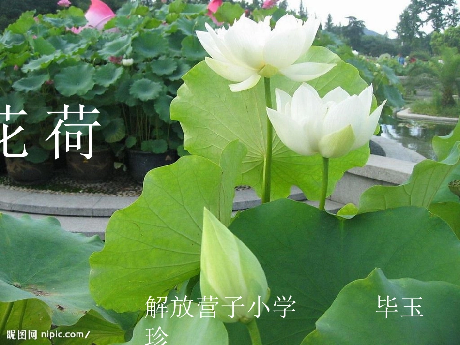 课荷花 课件_第2页