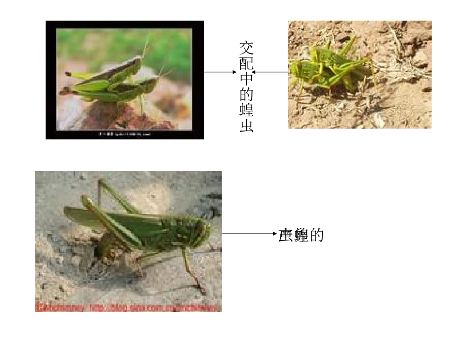 昆虫的生殖和发育_第2页