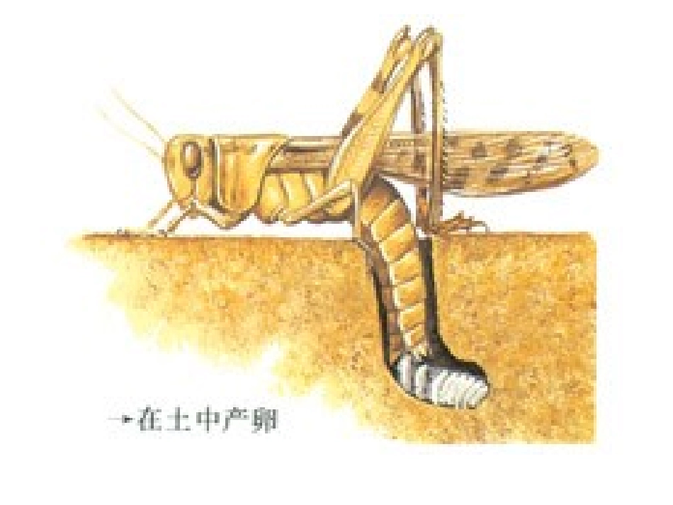 昆虫的生殖和发育_第3页