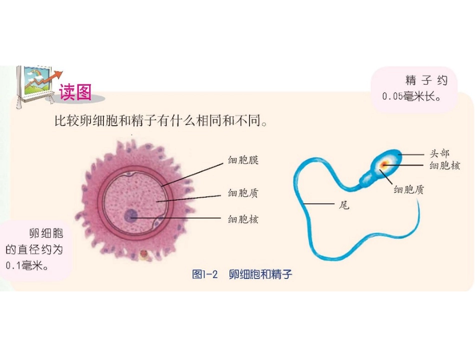 新生命的诞生上课_第3页