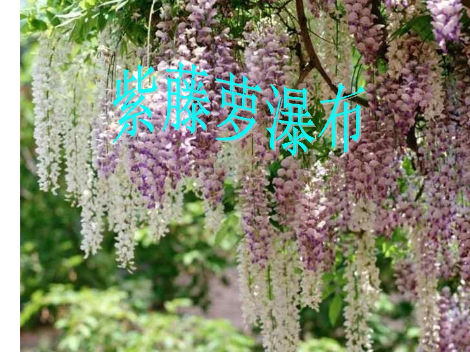 紫藤萝瀑布李金辉_第1页