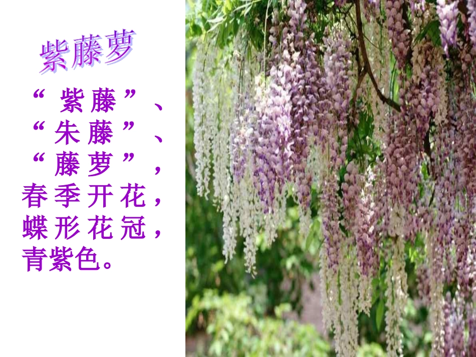 紫藤萝瀑布李金辉_第3页