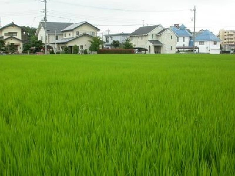 乡下人家 课件_第3页