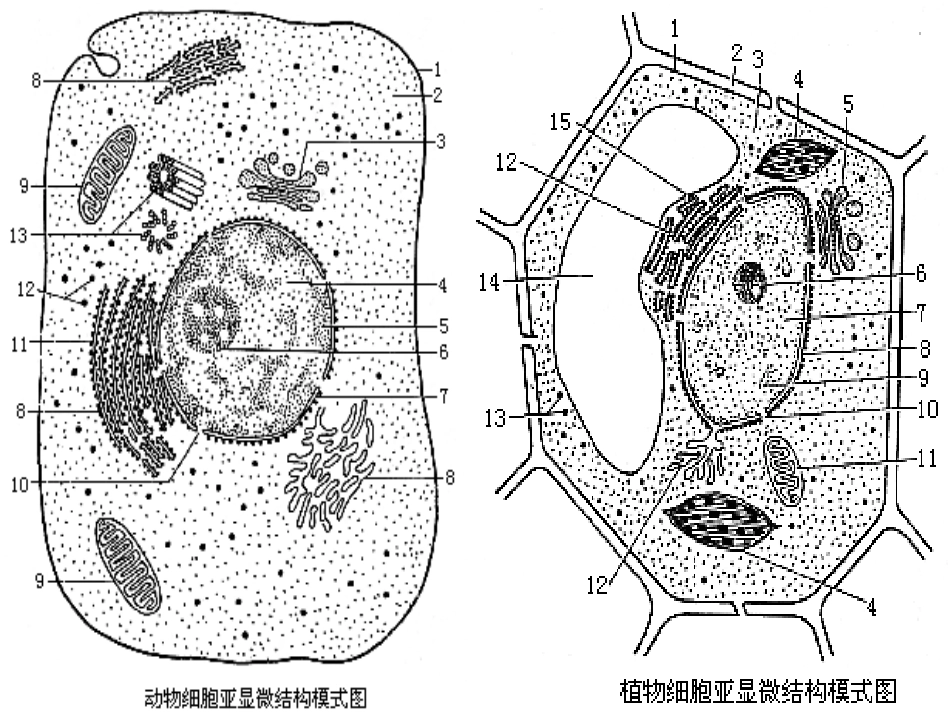 细胞质的结构与功能_第2页