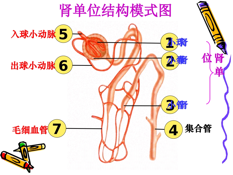 人体废物的排除_第3页