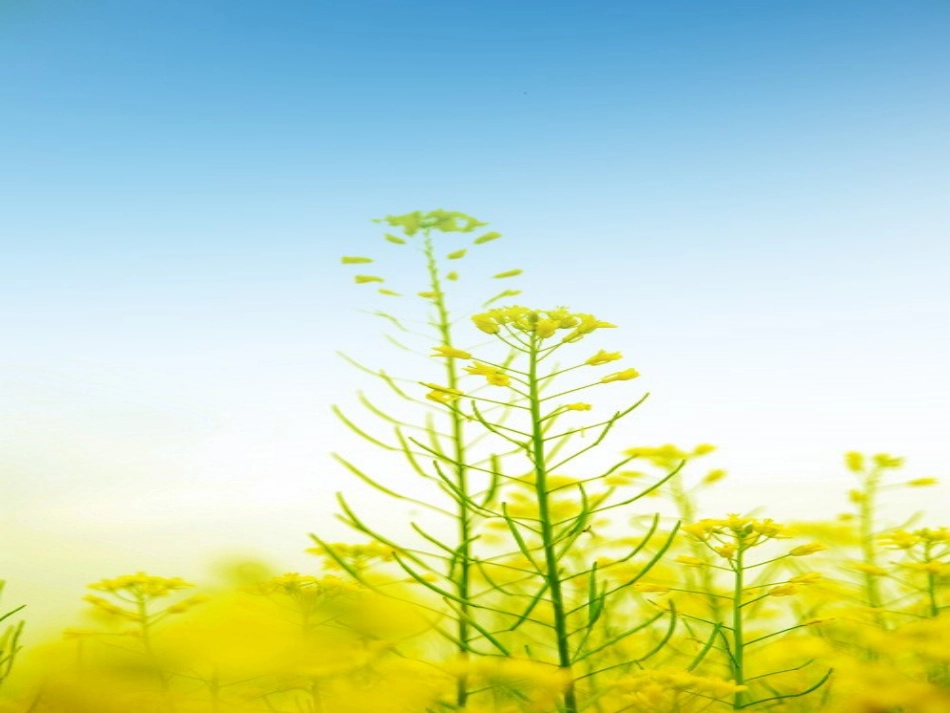 (修改后2)小学五年级英语下册_Unit2_My_favourite_season_B_第2页