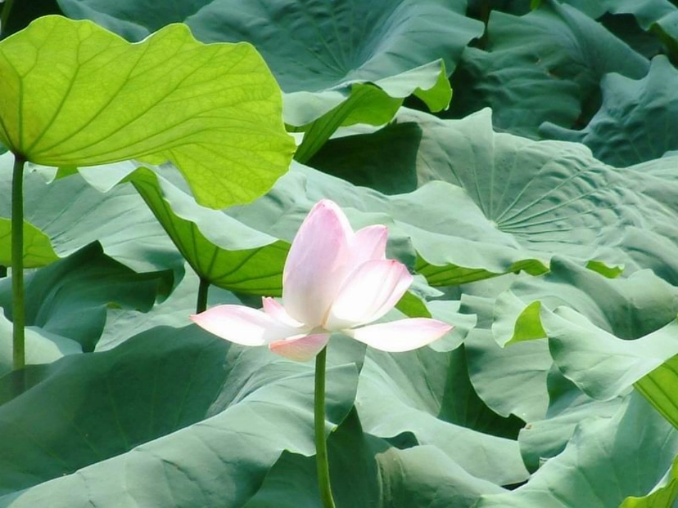 荷花PPT课件_第1页