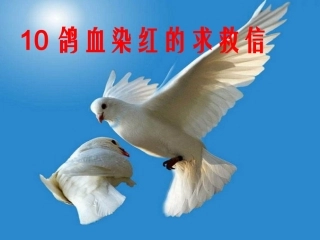 鸽血染红的求救信1[1]