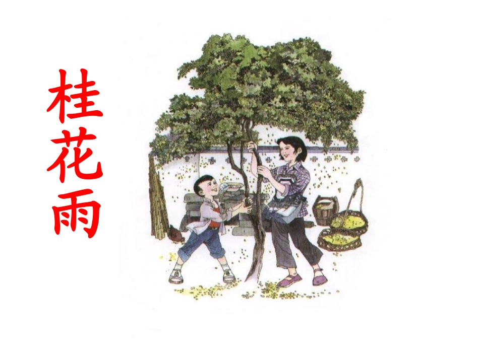 桂花雨 (3)_第1页