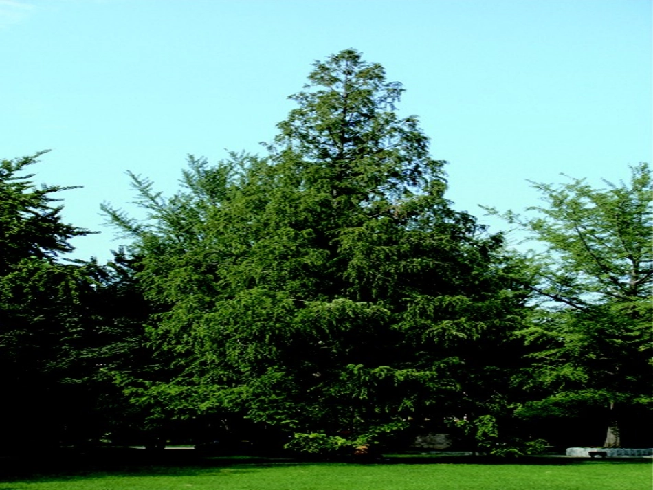 认识身边的树_第2页